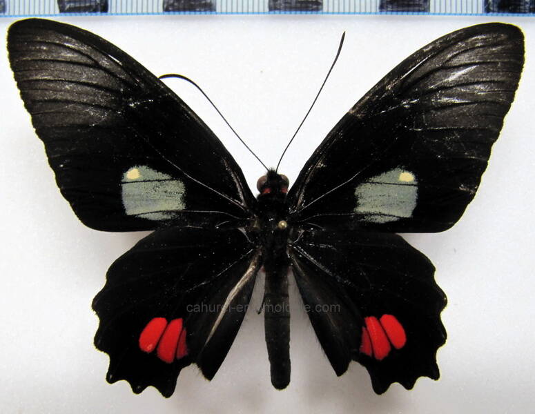 parides-anchises-anchises-m-gf-standard.jpg