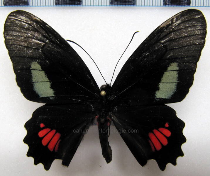 parides-anchises-drucei-m-eq-standard.jpg