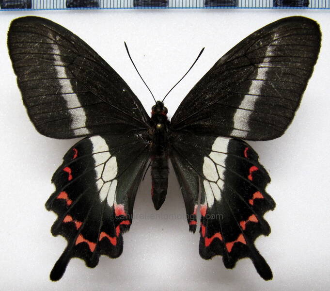 parides-bunichus-bunichus-bresil-standard.jpg