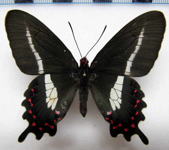 parides-bunichus-chamissonia-bresil-standard.jpg