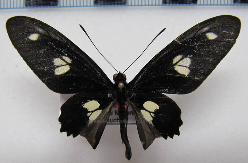 parides-chabrias-mithas-m-gf-standard.jpg