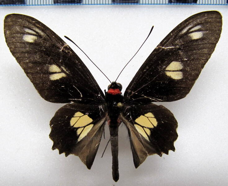parides-chabrias-ygdrasilla-m-gf-standard.jpg