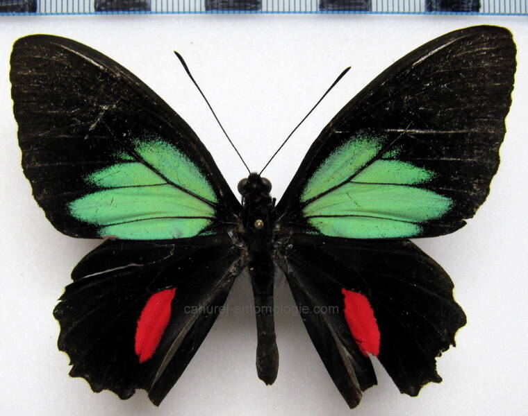 parides-childrenae-latifasciata-m-eq-standard.jpg