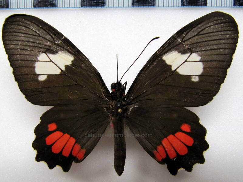 parides-erithalion-callegarii-f-perou-standard.jpg