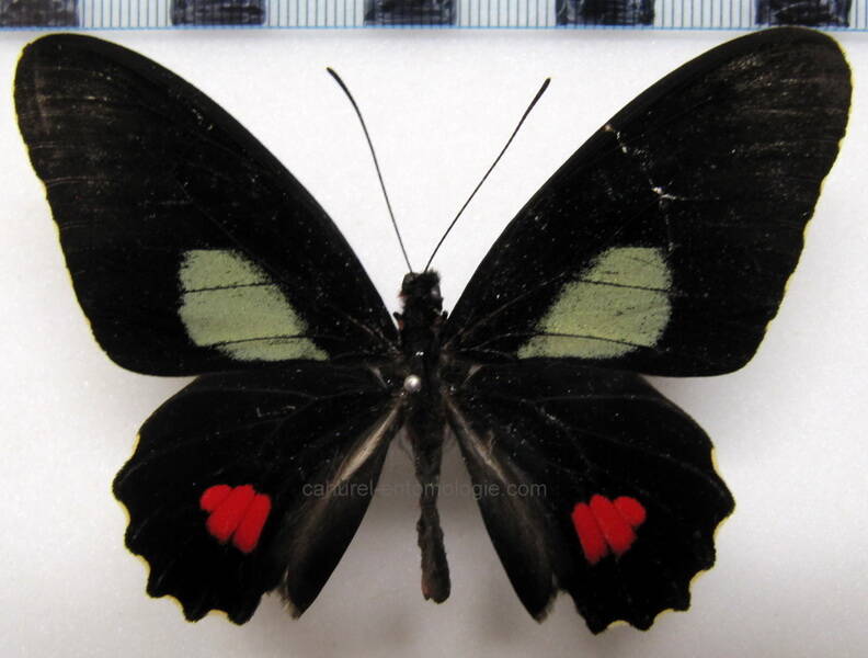 parides-erithalion-erithalion-m-col-standard.jpg