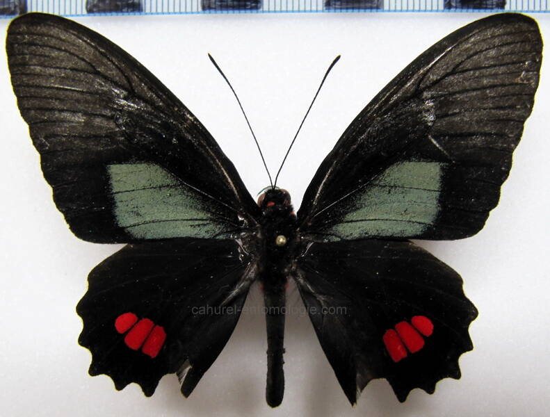 parides-erithalion-guillerminae-m-eq-standard.jpg