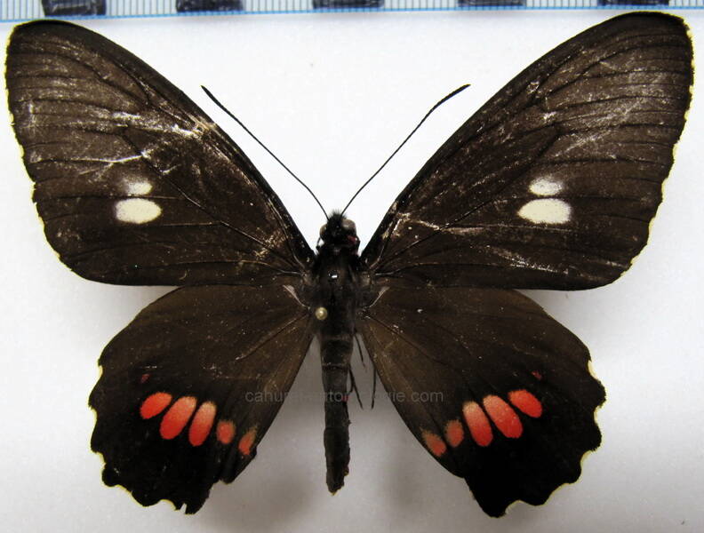 parides-erithalion-palmasensis-f-eq-standard.jpg