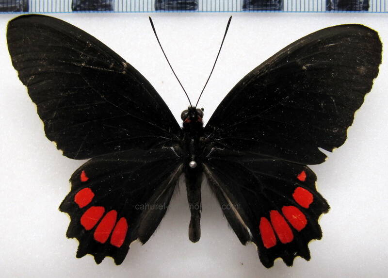 parides-erithalion-polyzelus-mex-standard.jpg