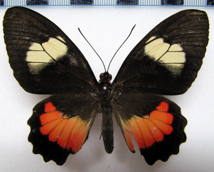 parides-eumedes-emilius-f-col-standard.jpg