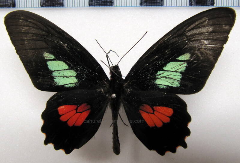 parides-eumedes-emilius-m-col-standard.jpg