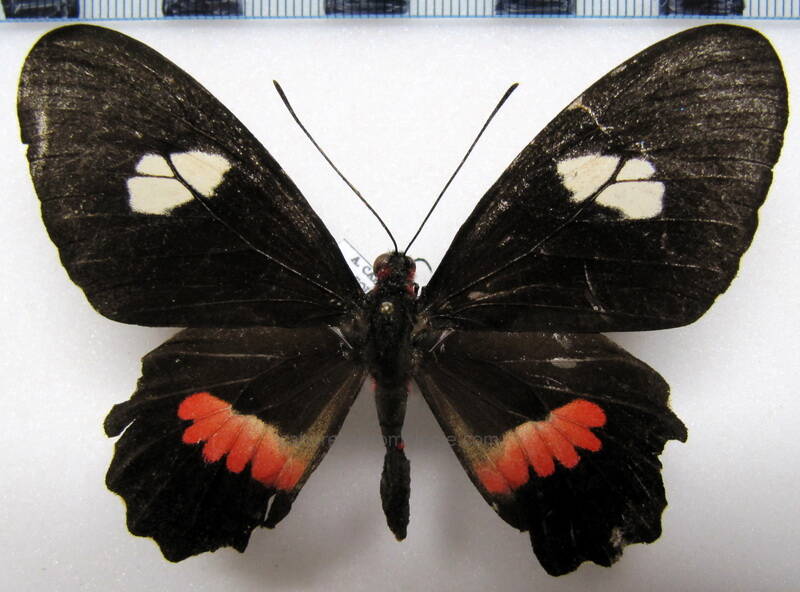 parides-iphidamas-calogyna-f-eq-standard.jpg