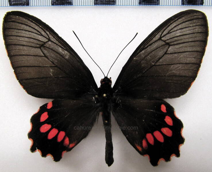 parides-lysander-brissonius-f-eq-standard.jpg