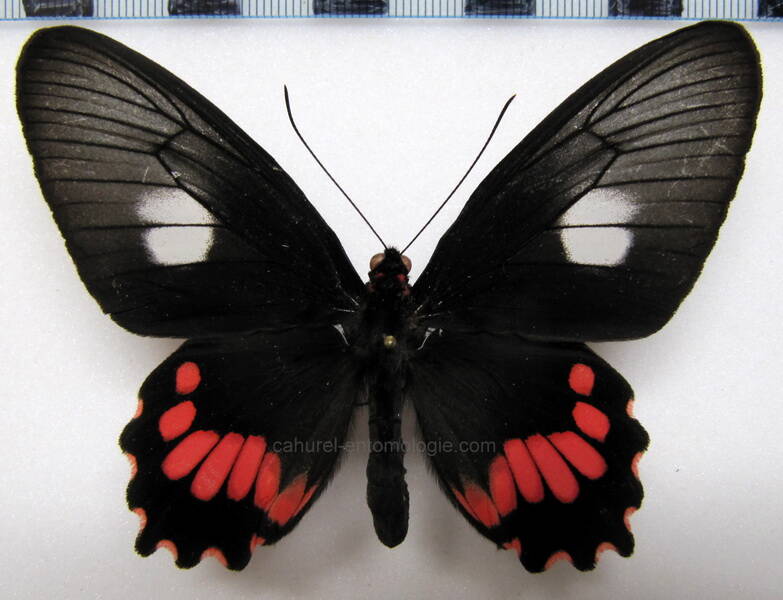 parides-lysander-lysander-f-gf-standard.jpg