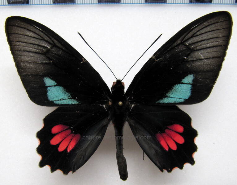 parides-lysander-lysander-m-gf-standard.jpg
