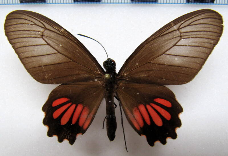 parides-neophilus-anaximenes-f-perou-standard.jpg