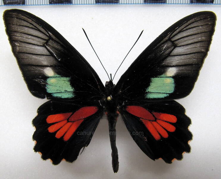 parides-neophilus-consus-m-bol-standard.jpg