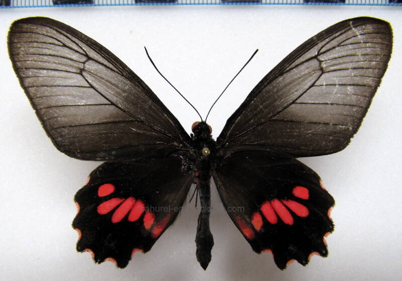 parides-neophilus-napoensis-f-eq-standard.jpg