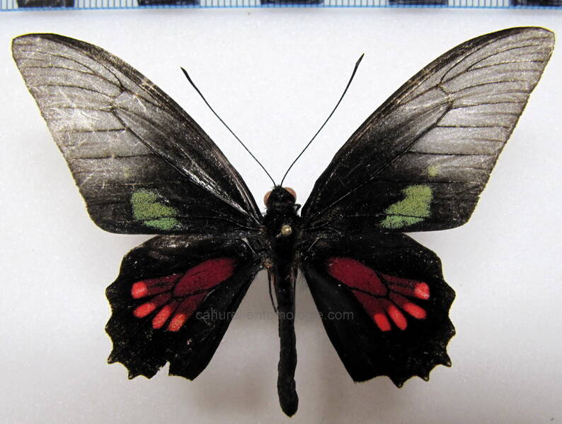 parides-neophilus-napoensis-m-eq-standard.jpg