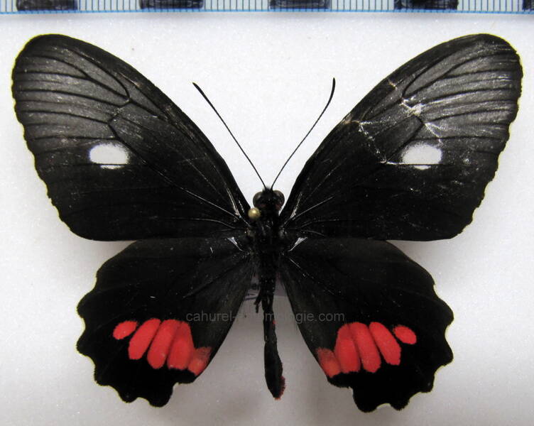 parides-neophilus-neophilus-f-gf-standard.jpg
