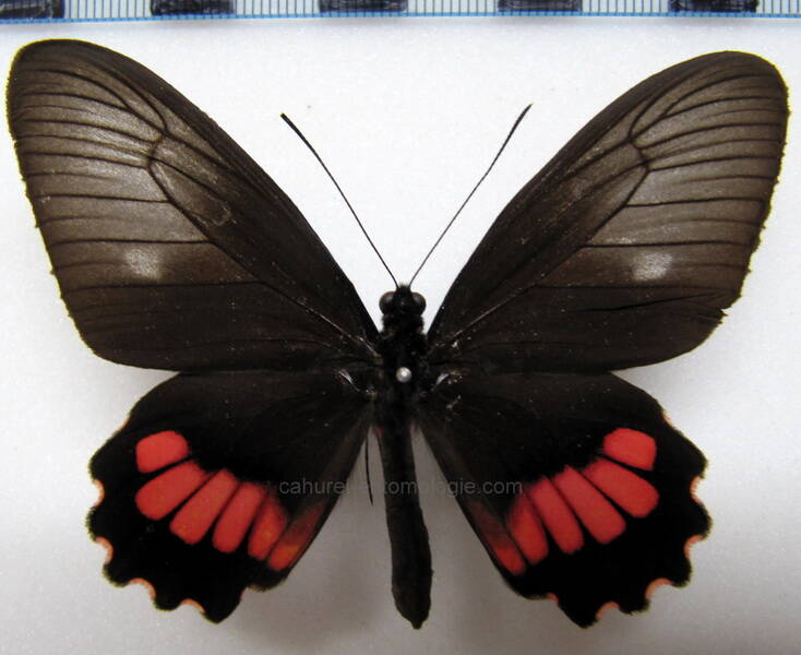 parides-neophilus-olivencius-f-perou-standard-6l7wmq.jpg