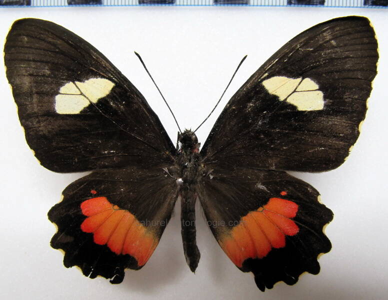 parides-panares-erythrus-f-col-standard.jpg