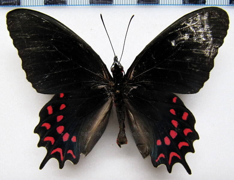 parides-photinus-mex-standard.jpg