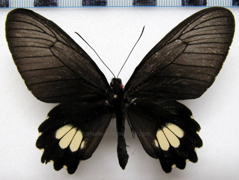 parides-pizzaro-pizzaro-eq-standard.jpg