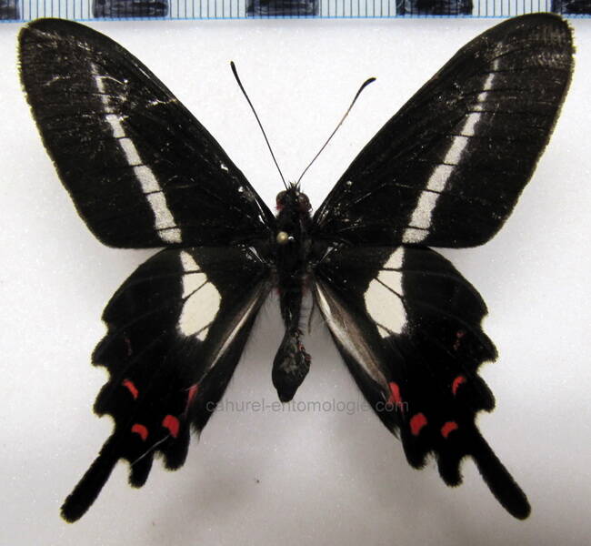 parides-proneus-bresil-standard.jpg