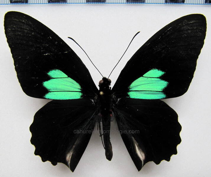 parides-sesostris-sesostris-m-Guyane fr