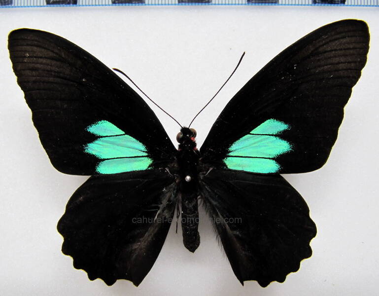 parides-sesostris-sesostris-m-Pérou