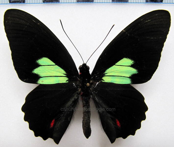 parides-sesostris-tarquinius-mColombie