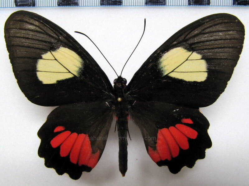 parides-vertumnus-autumnus-f-perou-standard.jpg