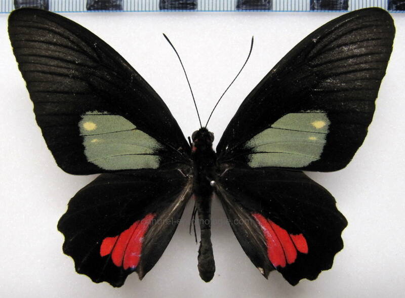 parides-vertumnus-autumnus-m-perou-standard.jpg