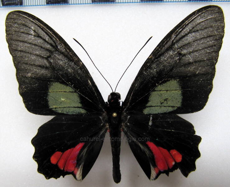 parides-vertumnus-bogotanus-m-eq-standard.jpg