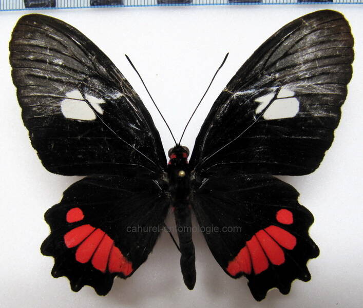 parides-vertumnus-vertumnus-f01-gf-standard.jpg