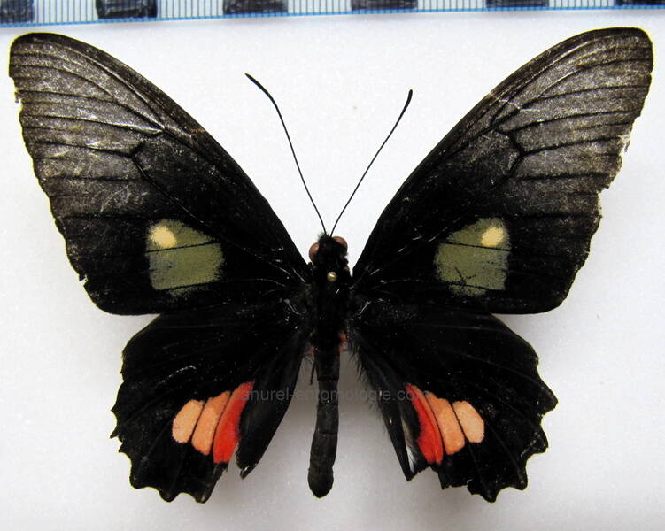 parides-vertumnus-vertumnus-m-gf-standard.jpg