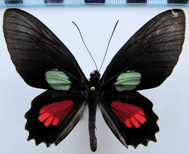 parides_aeneas_aeneas_m_bresil-standard.jpg