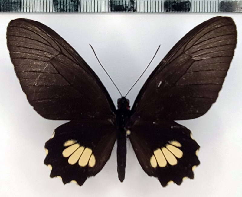 parides_aeneas_bolivar_f01_eq-standard.jpg