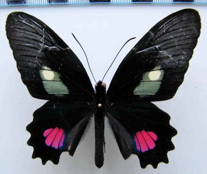 parides_anchises_anchises_m02_gf_2-standard.jpg