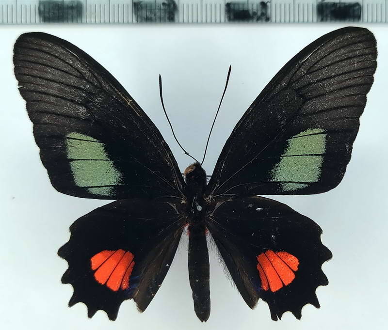 parides_anchises_drucei_m02_per-standard-bx55lj.jpg