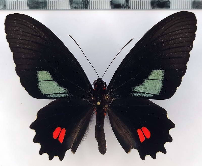 parides_anchises_koenigi_m_per-standard.jpg