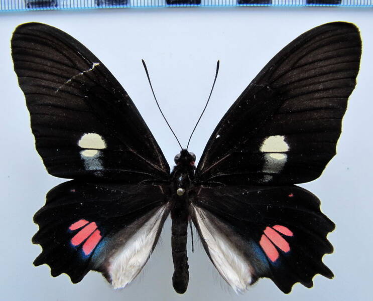 parides_anchises_nephalion_m_bresil_2-standard.jpg