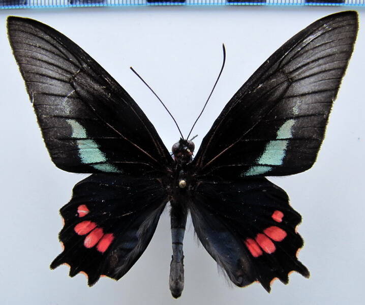 parides_echemon_echemon_m_bresil_2-standard.jpg
