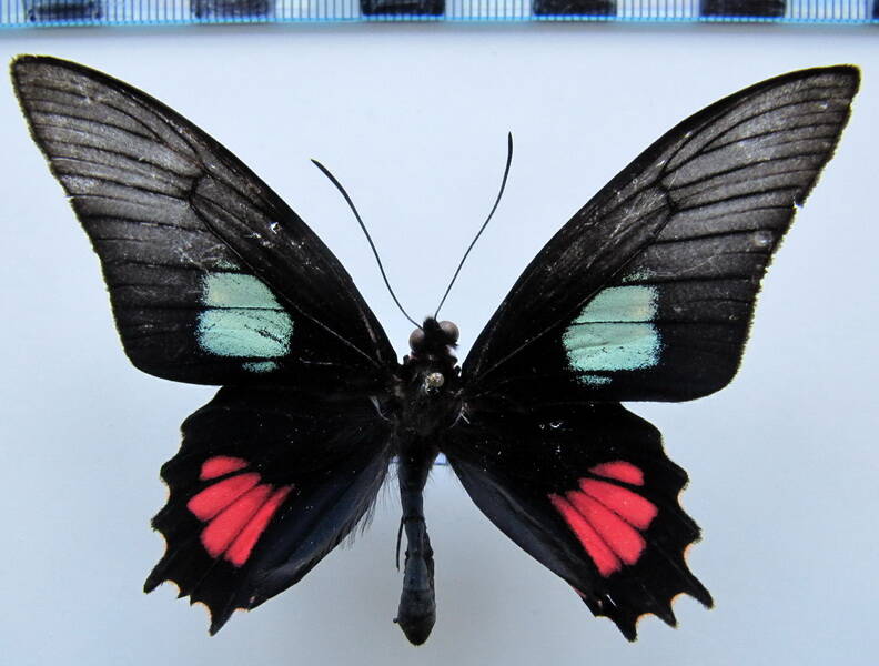 parides_echemon_ergeteles_m_bresil_2-standard.jpg