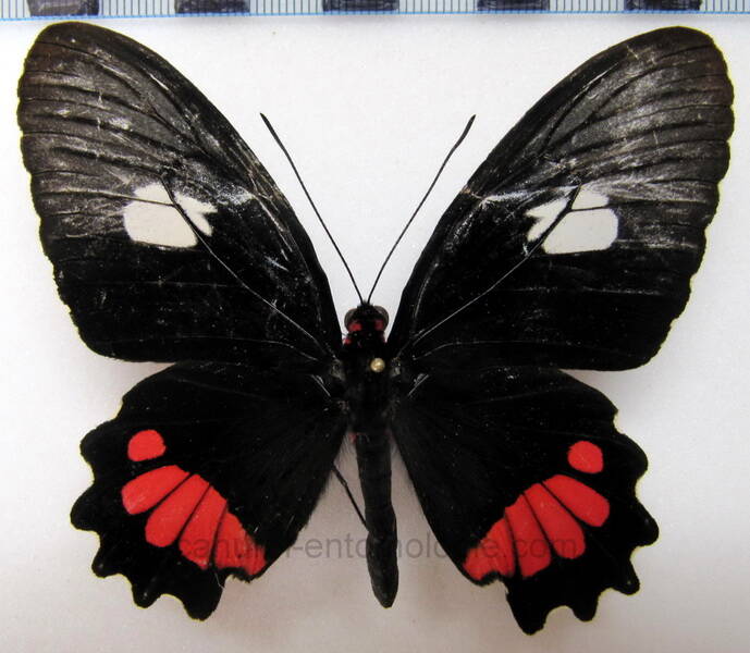 parides_erithalion_inini_f_gf-standard.jpg