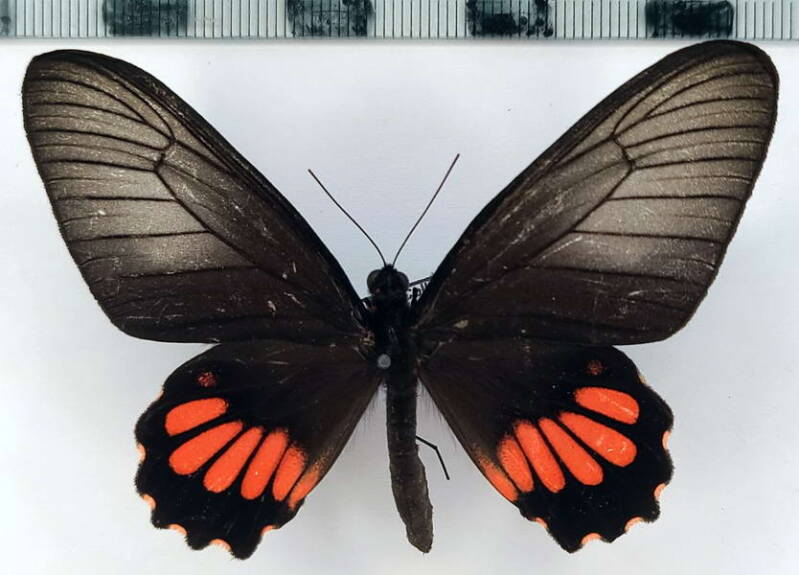 parides_erithalion_xanthias_f_per-standard.jpg