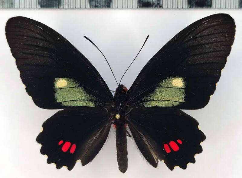 parides_erithalion_xanthias_m_per-standard.jpg