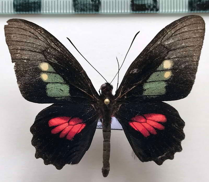 parides_eurimedes_timias_m_eq-standard.jpg