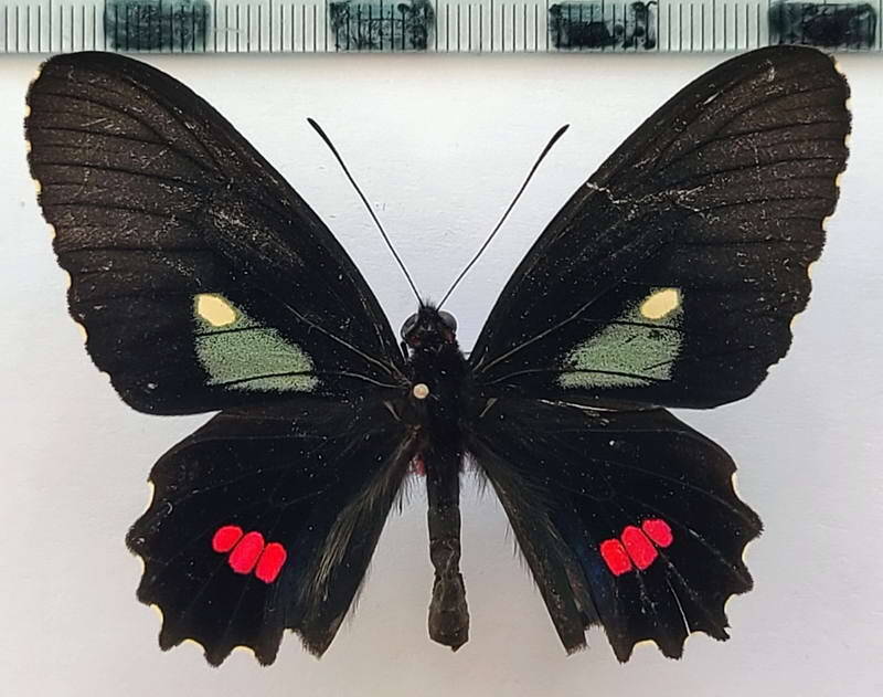parides_iphidamas_teneates_m_vnz-standard.jpg