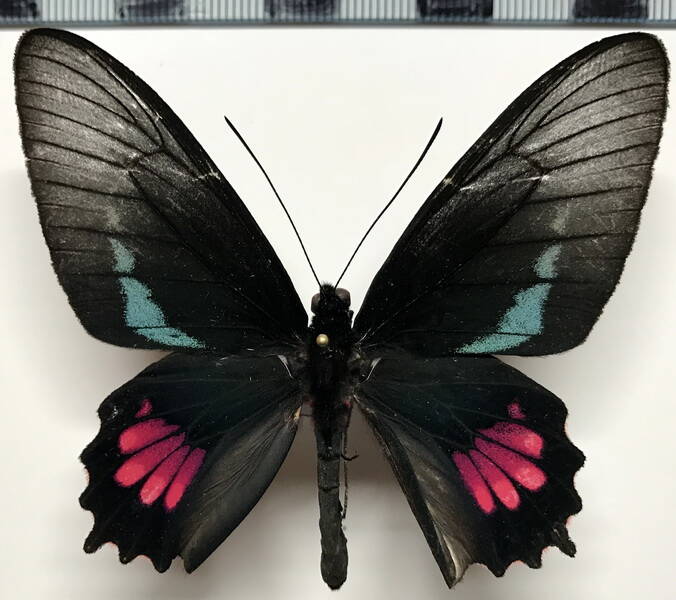 parides_lysander_brissonius_m_eq02-standard-iq35fk.jpg